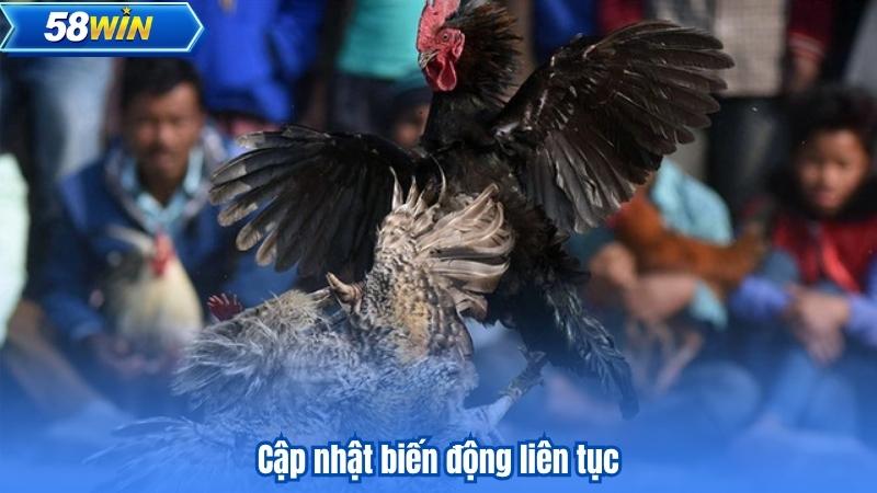 Đá Gà 88 - Những Trận Đấu Kịch Tính Không Thể Bỏ Qua 8 Cập nhật biến động liên tục