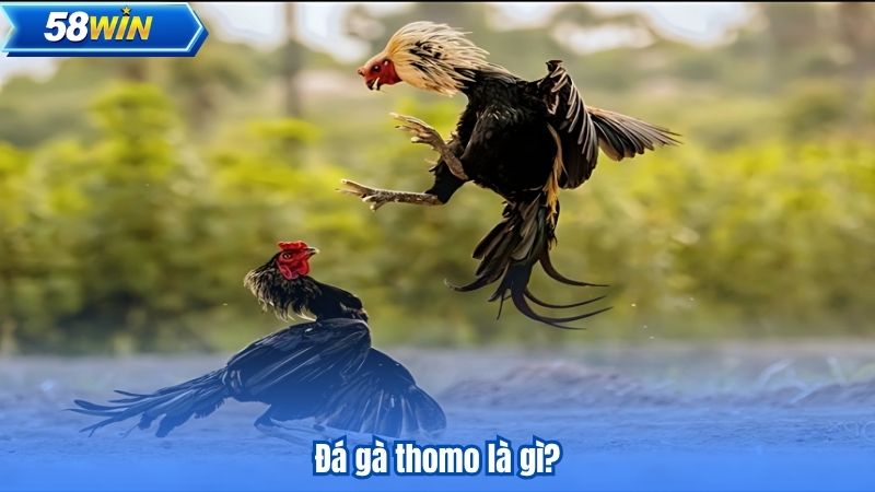 Đá Gà Thomo - Nơi Trải Nghiệm Cá Cược Thú Vị Bắt Đầu 6 Đá gà thomo là gì?