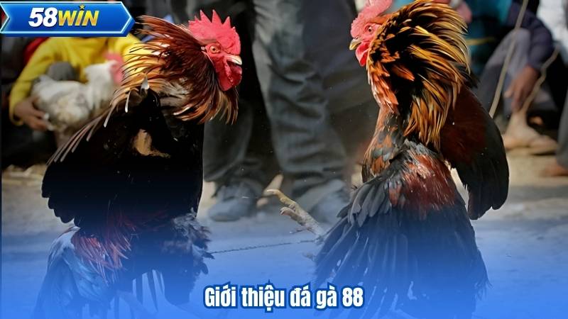Đá Gà 88 - Những Trận Đấu Kịch Tính Không Thể Bỏ Qua 6 Giới thiệu đá gà 88