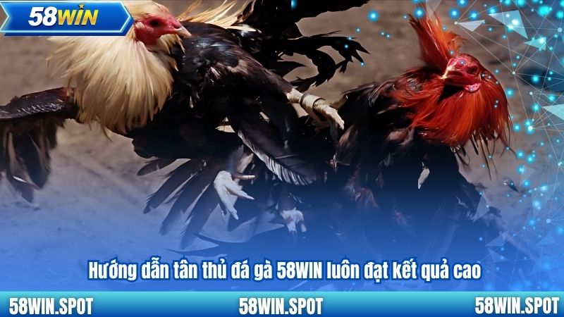 Hướng dẫn tân thủ đá gà 58WIN luôn đạt kết quả cao