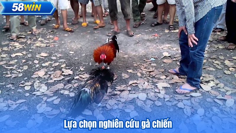 Đá Gà Thomo - Nơi Trải Nghiệm Cá Cược Thú Vị Bắt Đầu 8 Lựa chọn nghiên cứu gà chiến