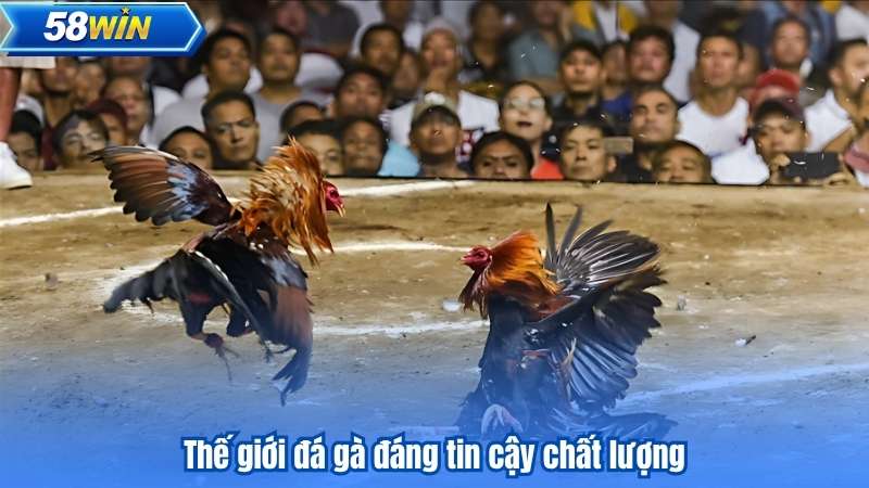 Đá Gà 88 - Những Trận Đấu Kịch Tính Không Thể Bỏ Qua 7 Thế giới đá gà đáng tin cậy chất lượng