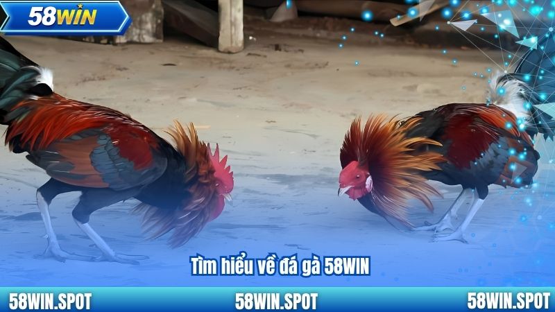 Tìm hiểu về đá gà 58WIN