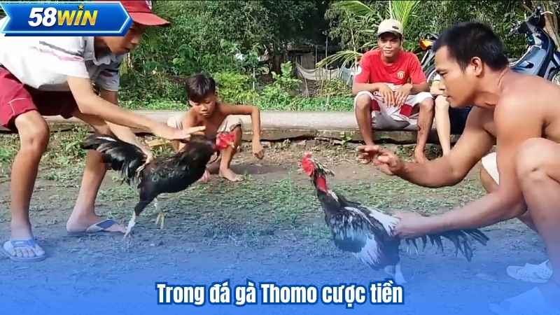 Đá Gà Thomo - Nơi Trải Nghiệm Cá Cược Thú Vị Bắt Đầu 7 Trong đá gà Thomo cược tiền