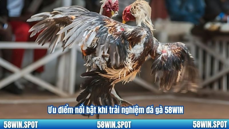 Ưu điểm nổi bật khi trải nghiệm đá gà 58WIN